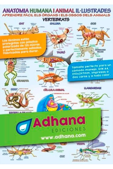 Cubierta de Anatomia humana i animal il·lustrada (làmina) — Aa. Vv.